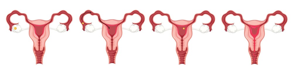 Menstruationszyklus Ablauf