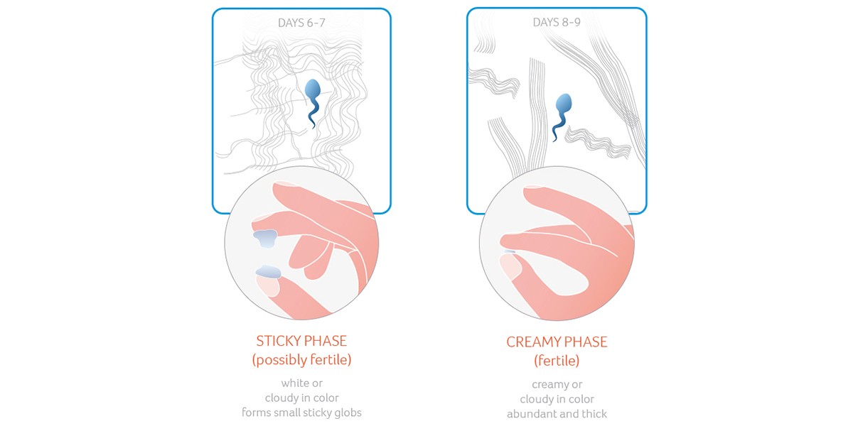 Cervical mucus: sticky, creamy phase