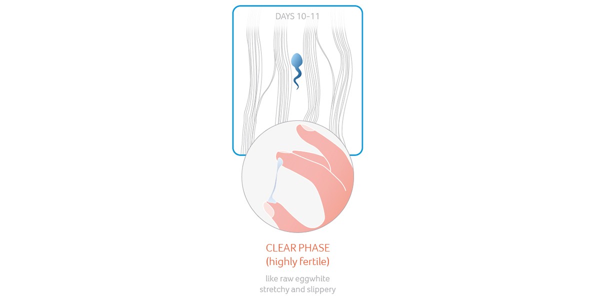 Cervical mucus: clear phase